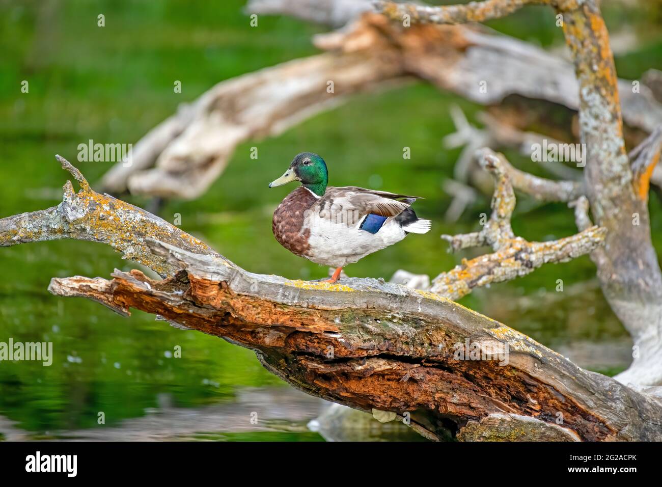 Male mallard duck balancing on a weathered log in a pond with a green background Stock Photo