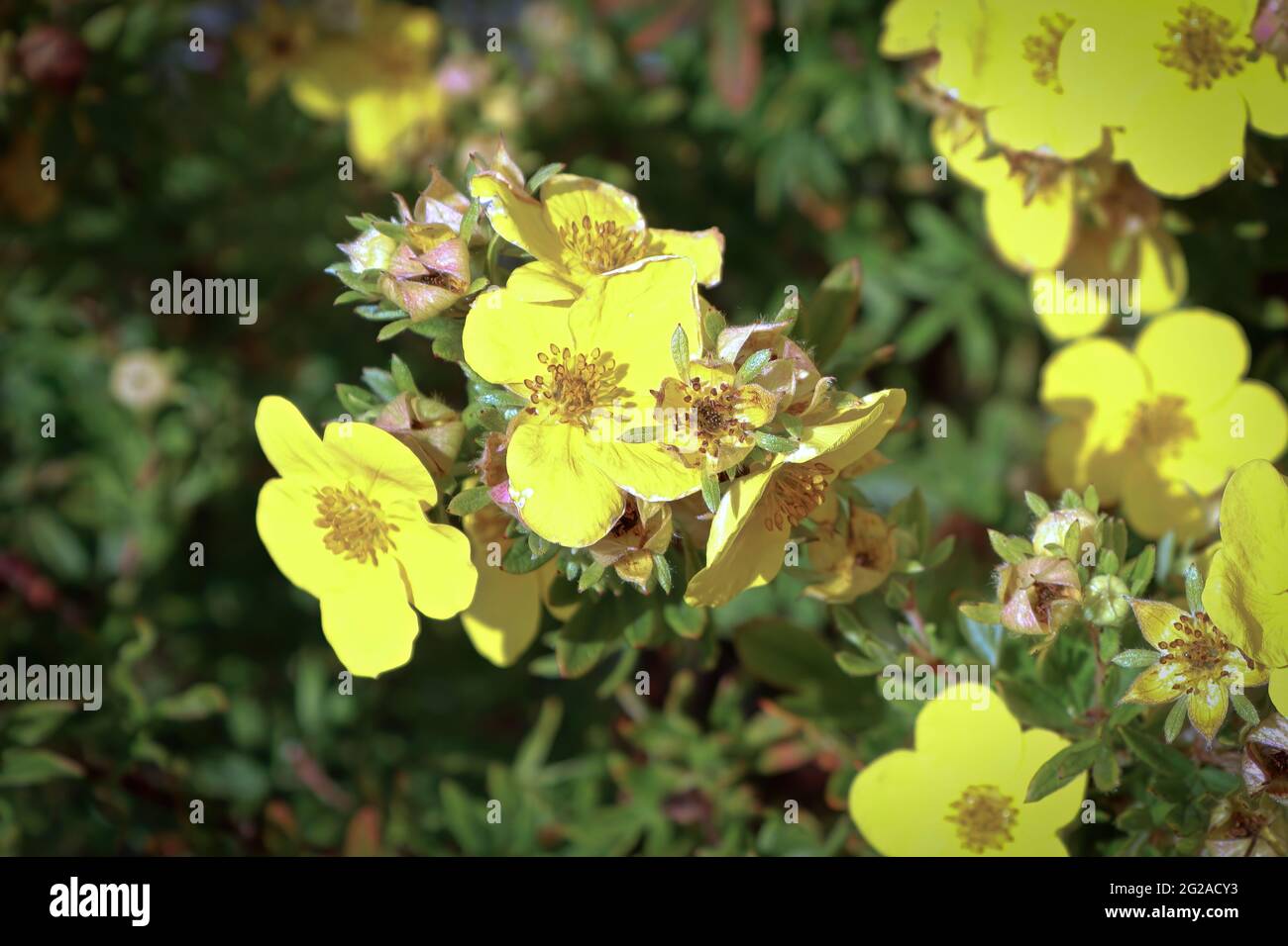 Closeup of yellow potentilla shrub flowers in summer Stock Photo