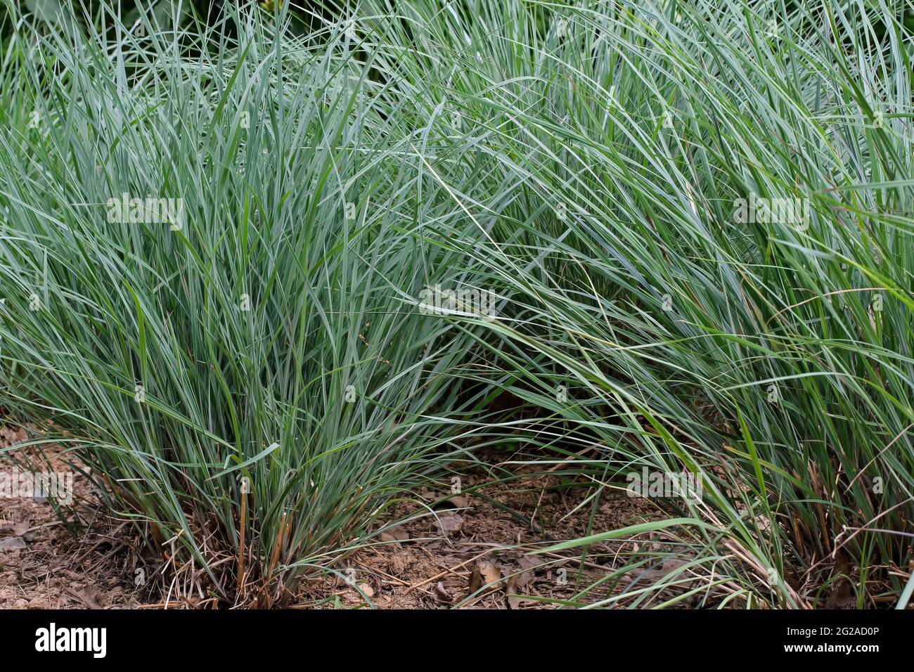 Little bluestem on an cloudy spring day. Also known as Schizachyrium scoparium or beard grass, i Stock Photo
