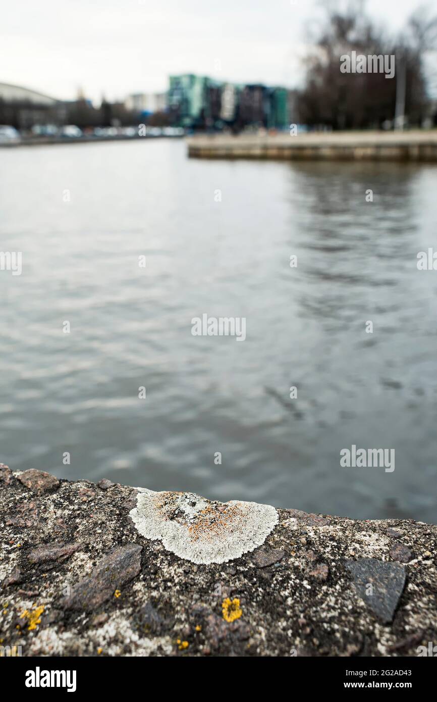 Gray lichen Lecanora allophana on a river embankment Stock Photo
