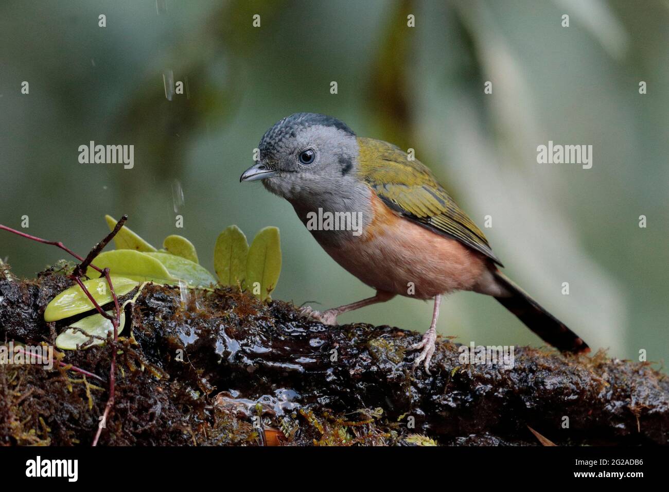Black-headed Shrike-Babbler (Pteruthius rufiventer), female, Gaoligongshan, western Yunnan, China 2nd Jan 2019 Stock Photo