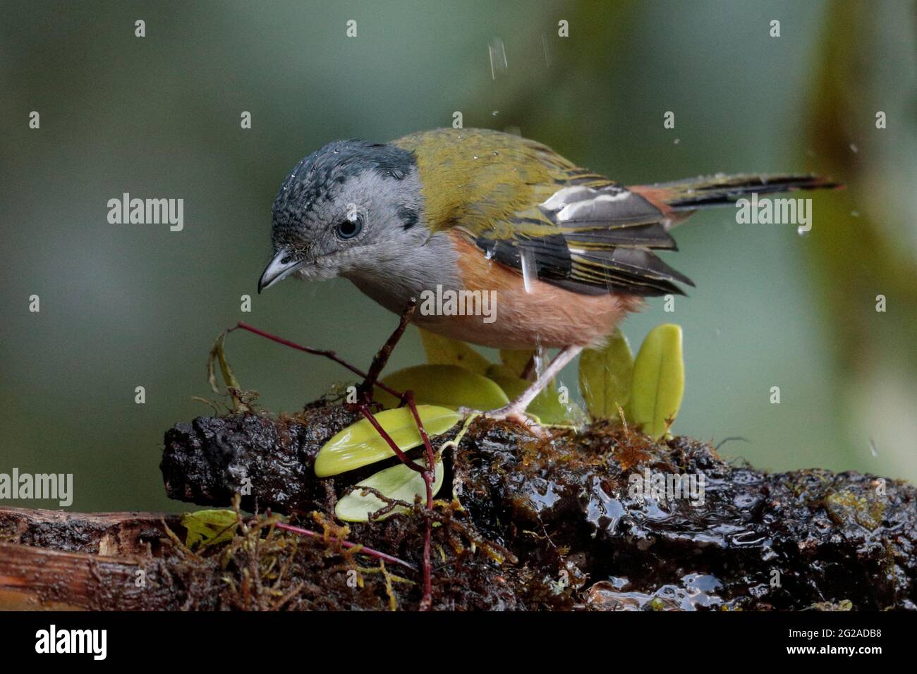 Black-headed Shrike-Babbler (Pteruthius rufiventer), female, bathing,Gaoligongshan, western Yunnan, China 2nd Jan 2019 Stock Photo