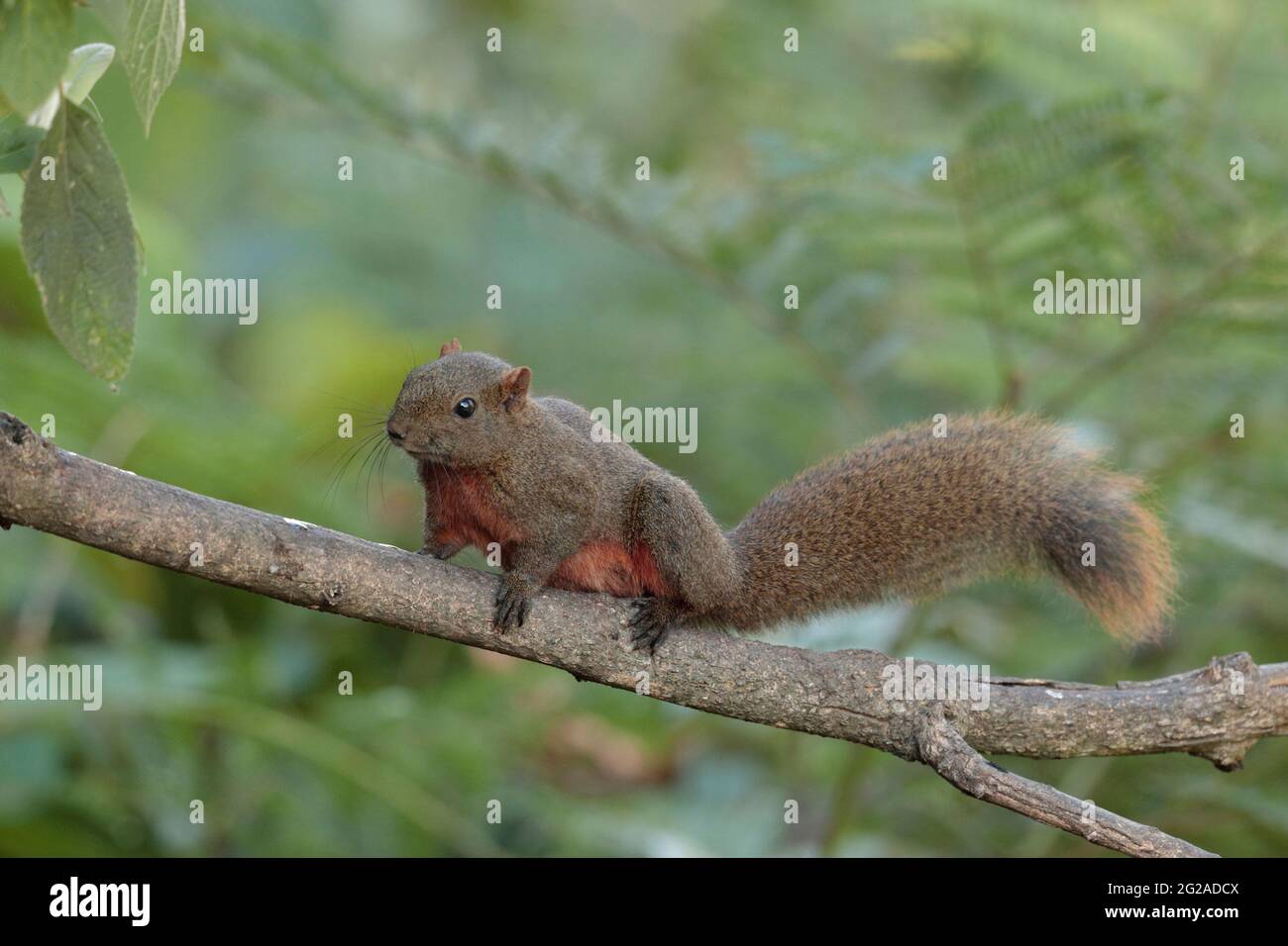 Pallas's Squirrel (Callosciurus erythaeus), adult, side view on branch, Gaoligongshan, western Yunnan, China 2nd Jan 2019 Stock Photo