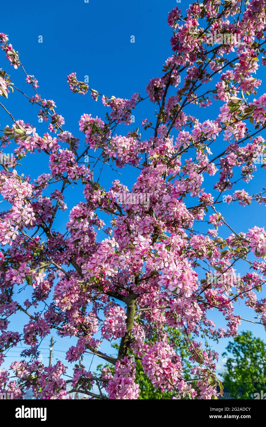 branches of a garden apple tree with large pink flowers Stock Photo Alamy