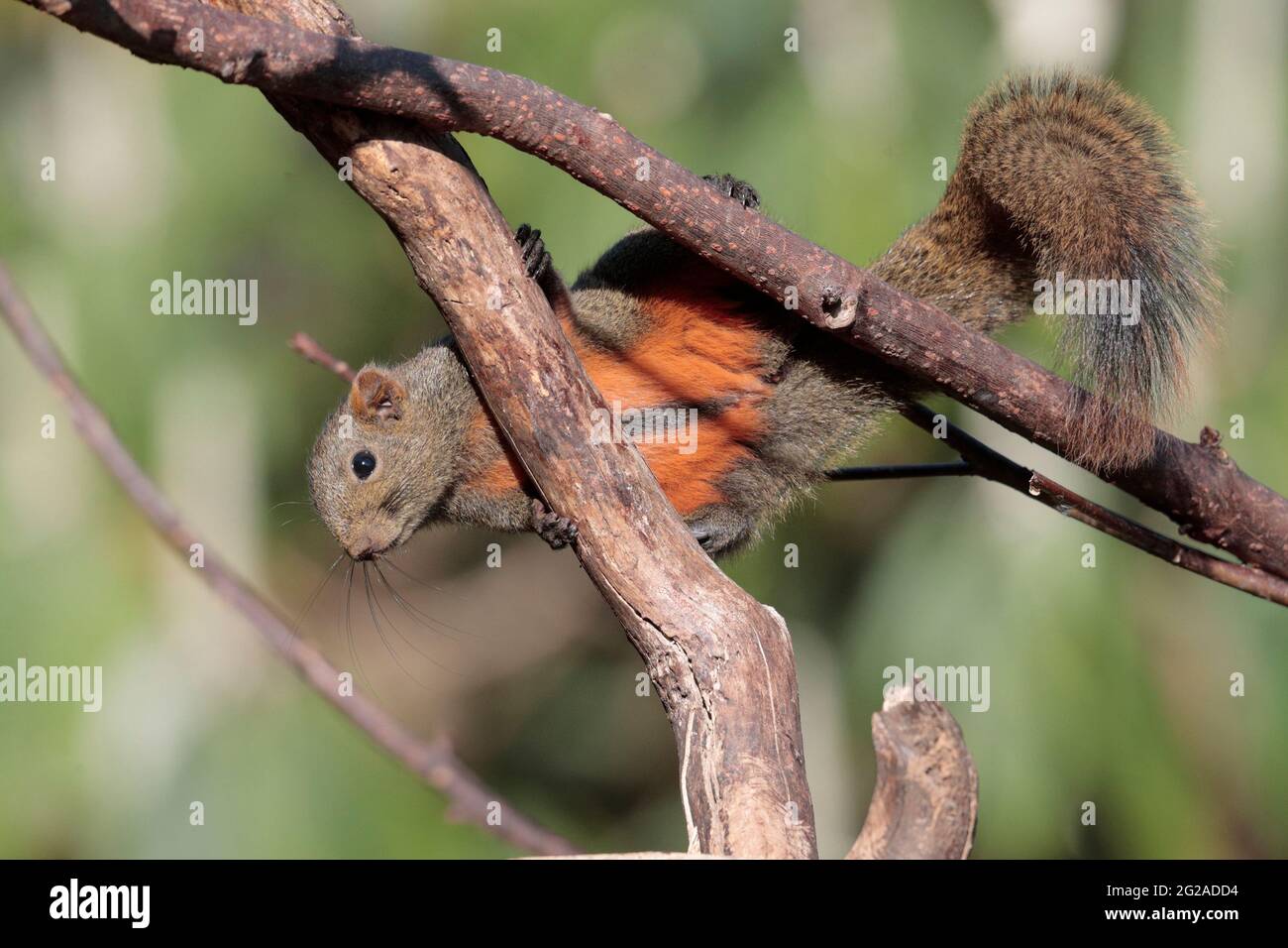 Pallas's Squirrel (Callosciurus erythaeus), Gaoligongshan, western Yunnan, China 2nd Jan 2019 Stock Photo