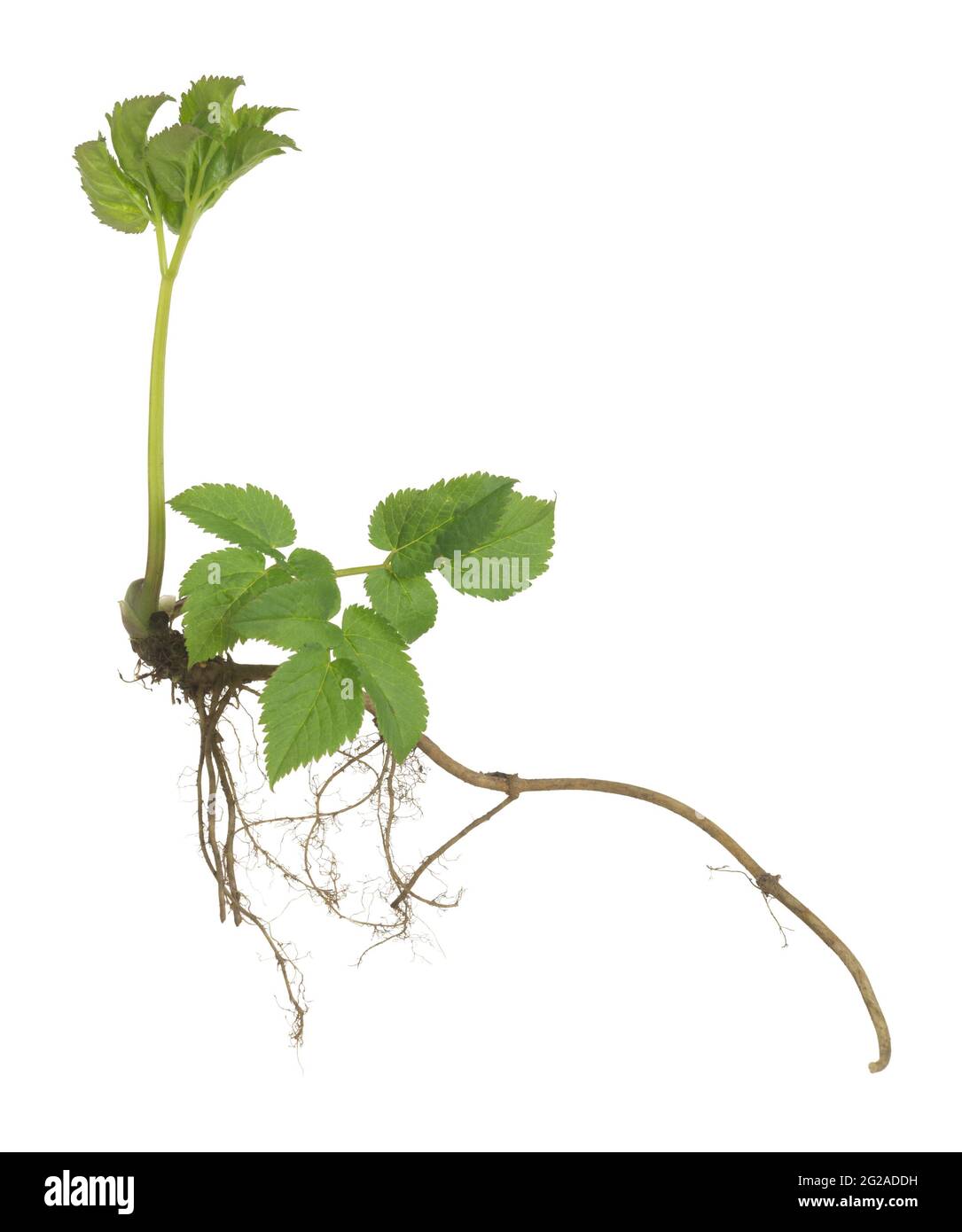 Ground elder, Aegopodium podagraria plant with root isolated on white background Stock Photo