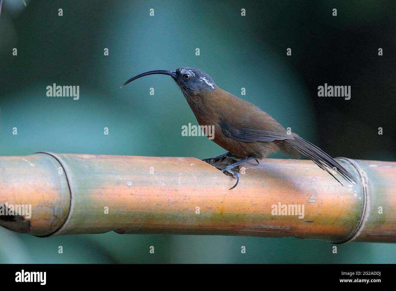 Sickle-billed Scimitar-Babbler (Xiphirhynchus superciliaris), Gaoligongshan, western Yunnan, China 2nd Jan 2019 Stock Photo