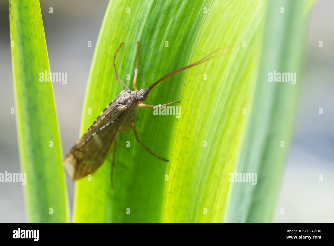 Caddisfly on leaf, this insect is often imitated for fly-fishing Stock Photo