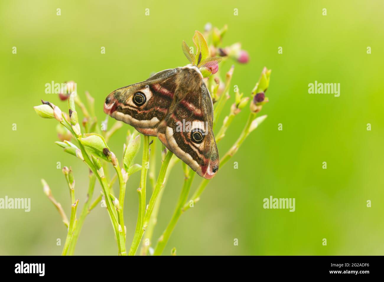 Male small emperor moth, Saturna pavonia resting on blueberry sprigs Stock Photo