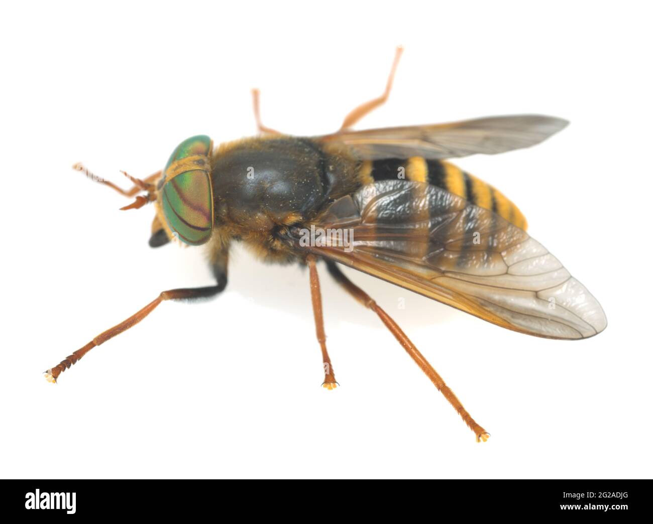 Horse fly, Hybomitra tarandina isolated on white background Stock Photo