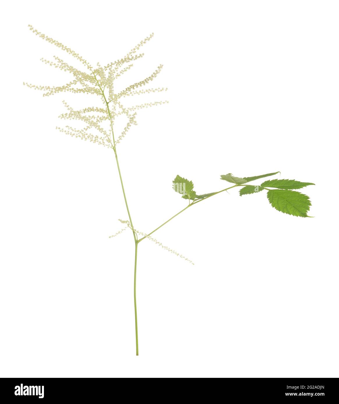 Blooming goat's beard, Aruncus dioicus isolated on white background, this plant attracts many different insects Stock Photo