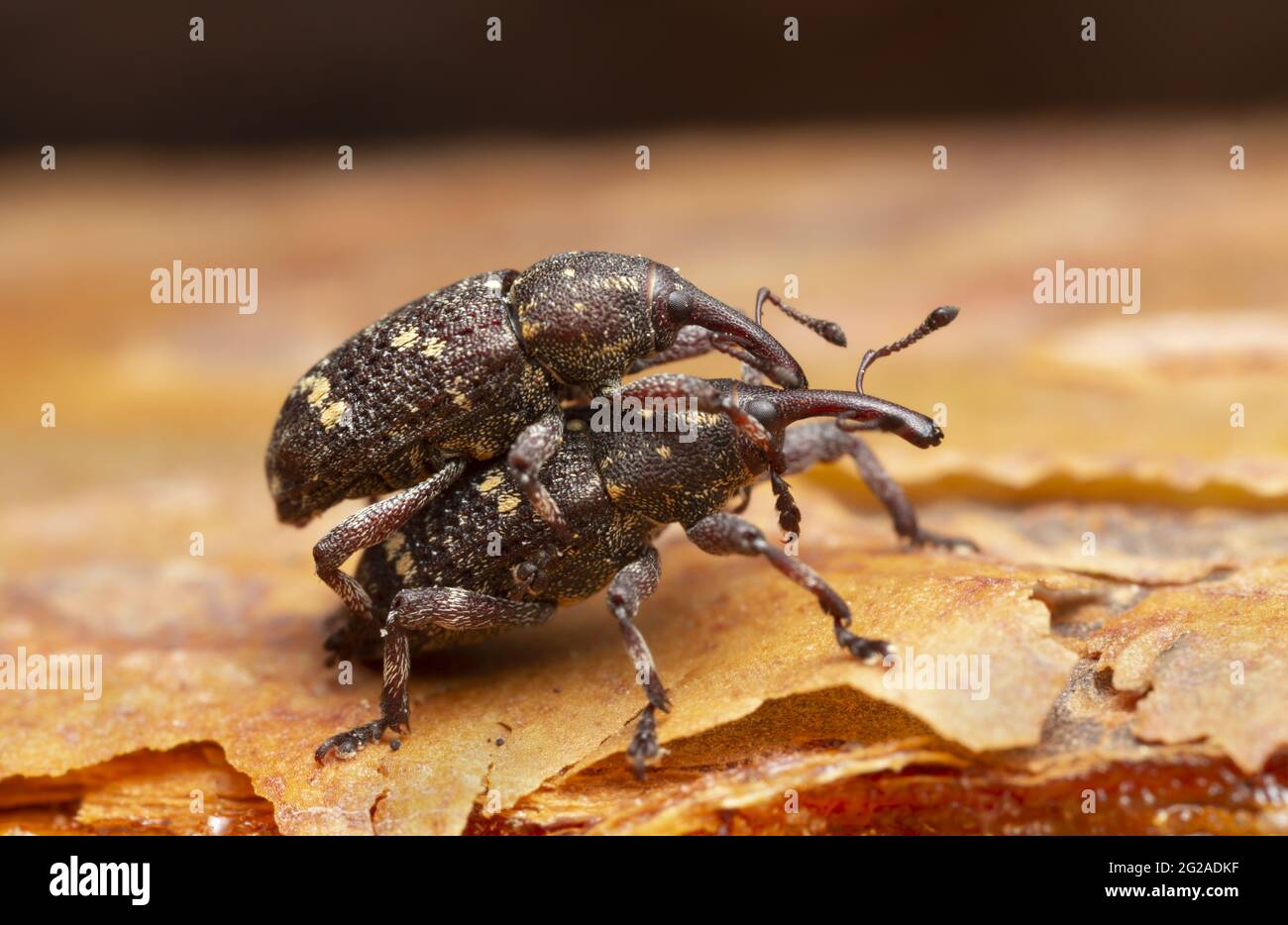 Mating pine weevils, pinodes pini on bark, macro photo Stock Photo