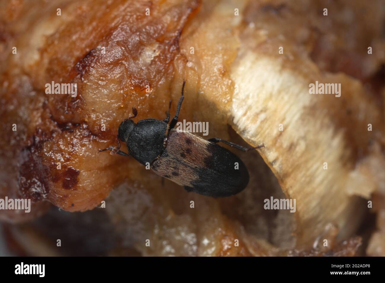 Larder beetle, Dermestes ladarius on meat, this beetle can be a pest on animal products Stock Photo