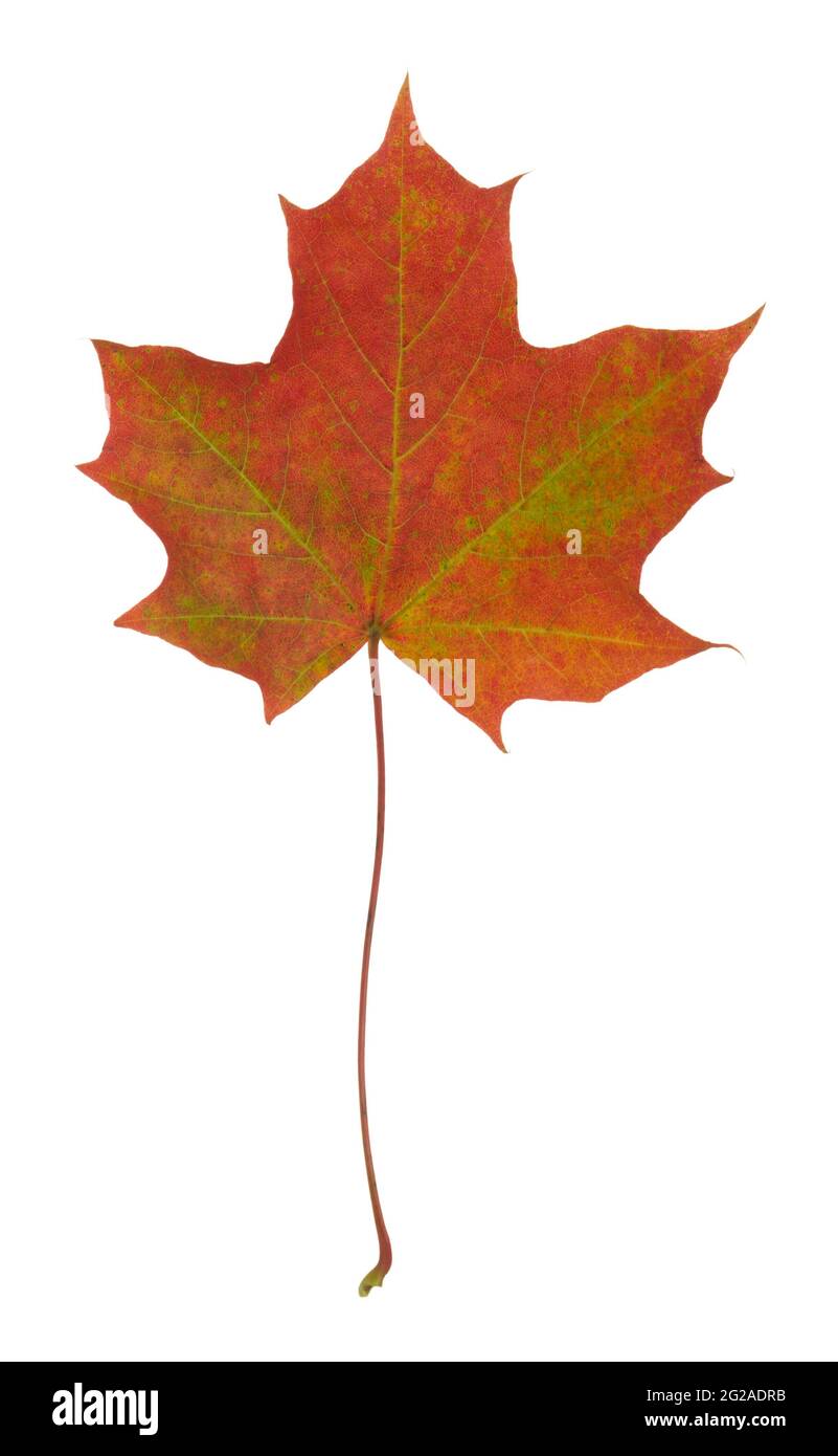 Norway maple, Acer platanoides leaf in autumn colors isolated on white background Stock Photo