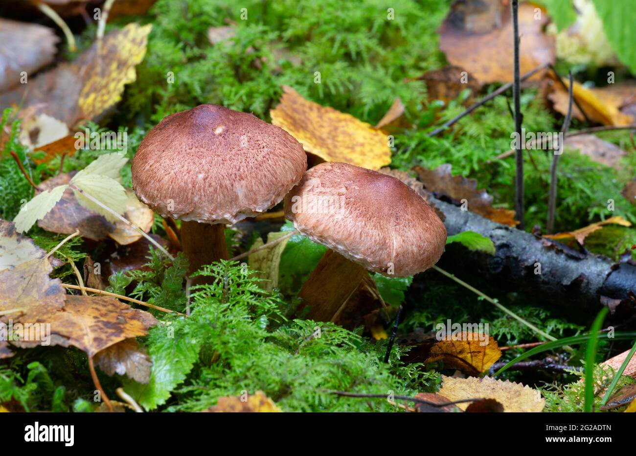 Scaly knight, Tricholoma vaccinum growing among moss Stock Photo