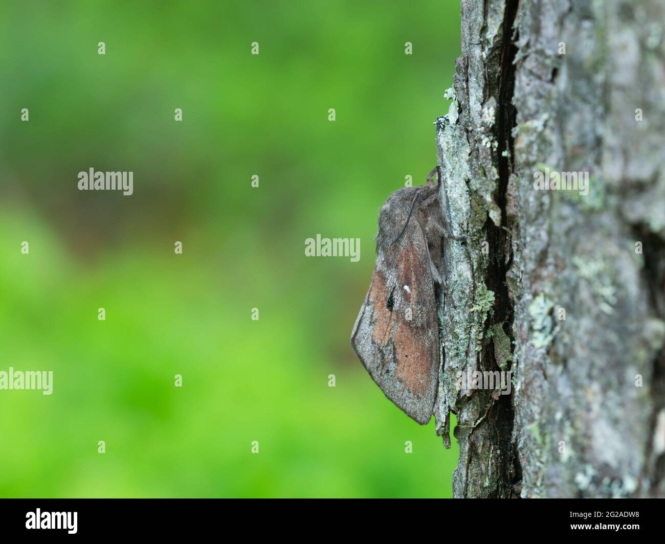 Pine-tree lappet, Dendrolimus pini moth on pine tree, this insect can cause damage on pine forests Stock Photo