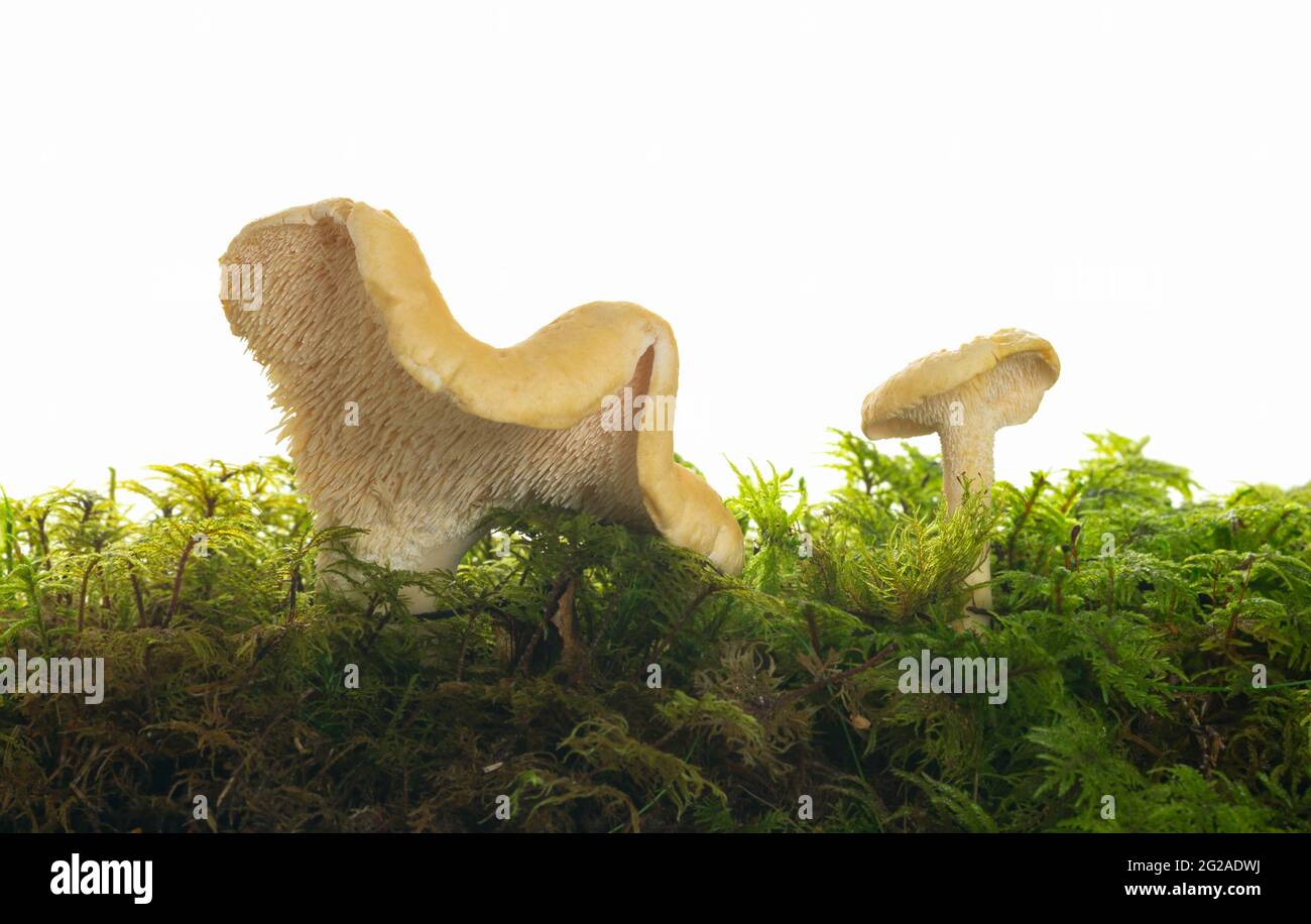 Sweet tooth, Hydnum repandum among moss photographed against a white background, this mushroom is edible Stock Photo