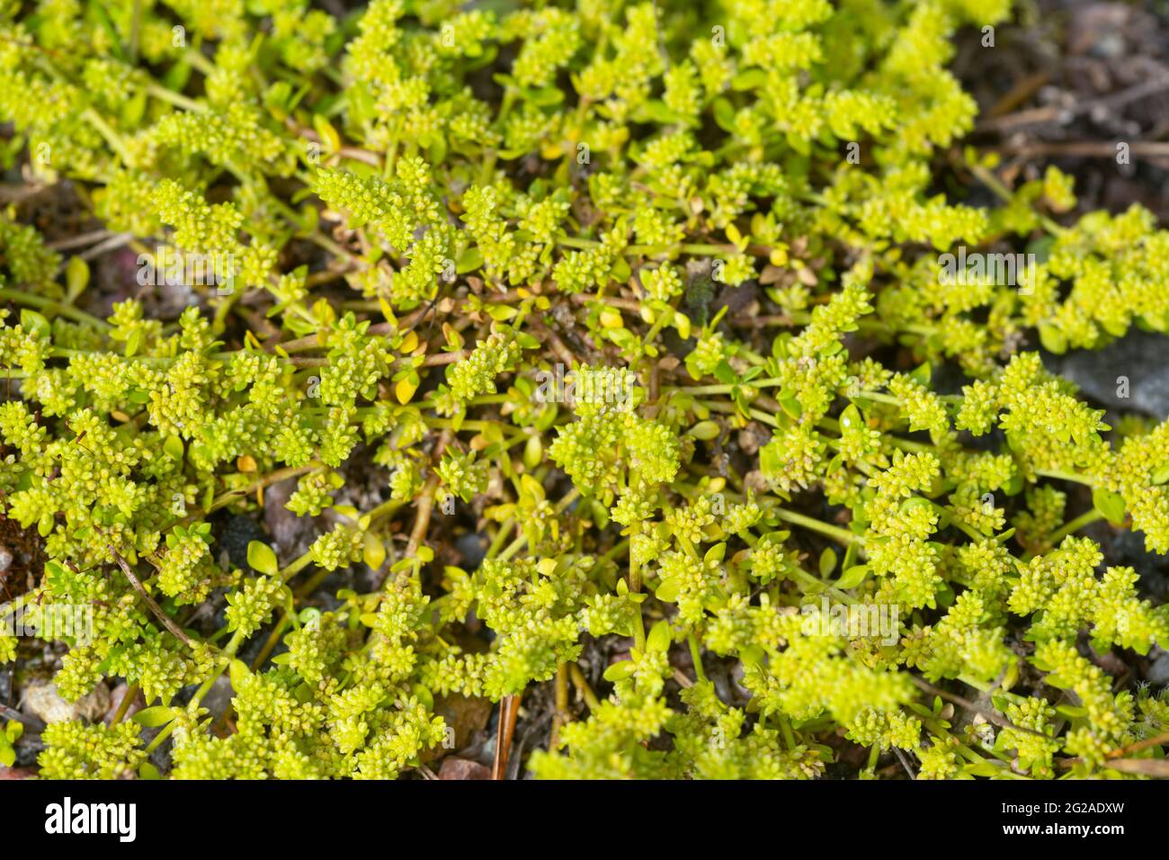 Smooth rupturewort, herniaria, glabra Stock Photo