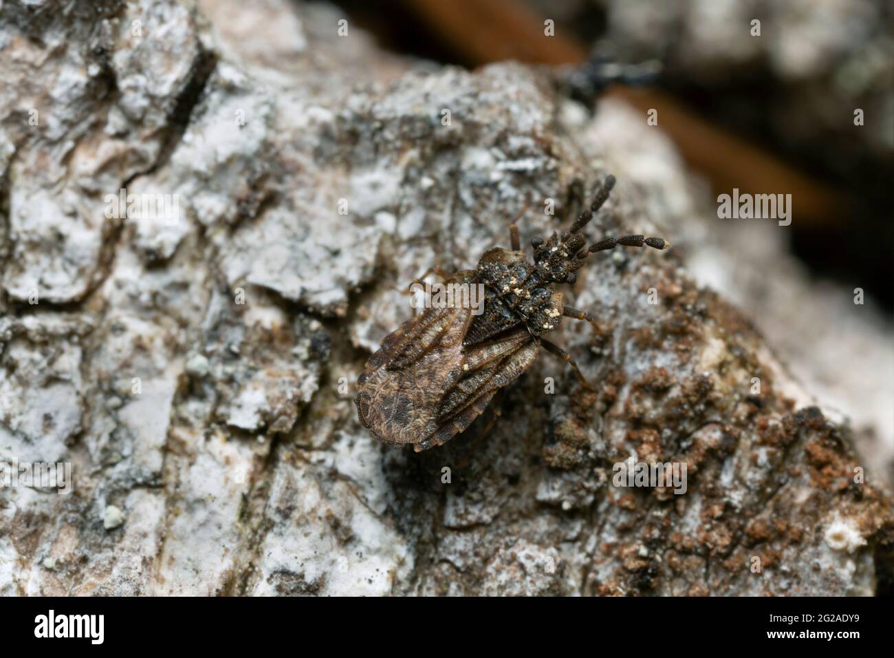 Flat bug, Aradus depressus on aspen wood Stock Photo