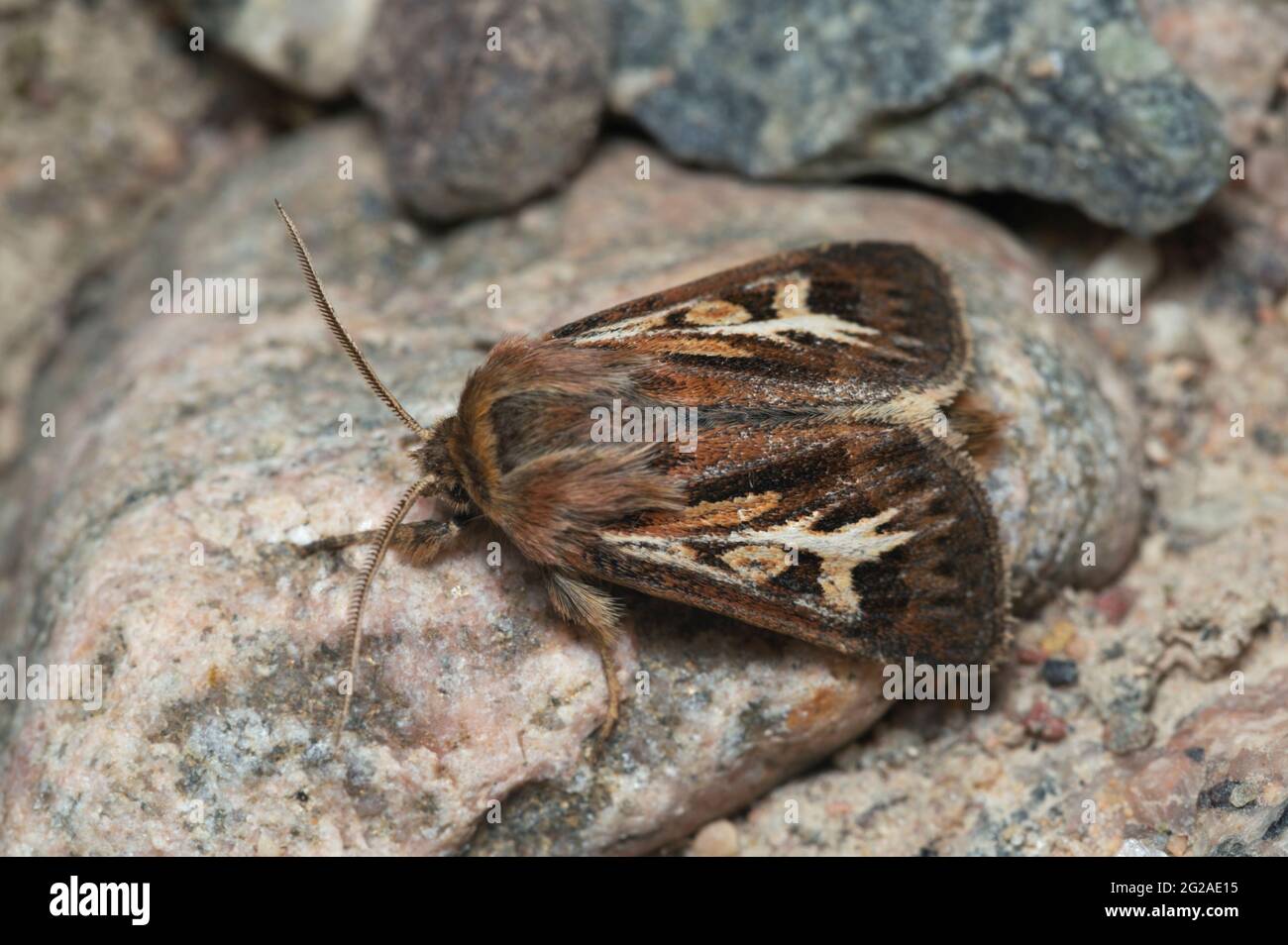 Antler moth, Cerapteryx graminis on rock, macro photo Stock Photo