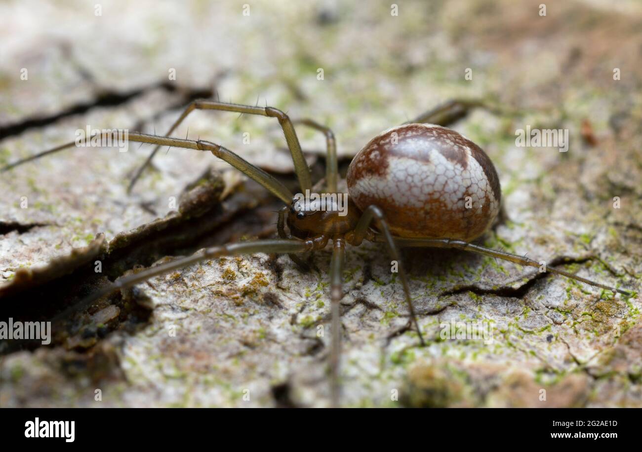 Linyphia triangularis hi-res stock photography and images - Alamy
