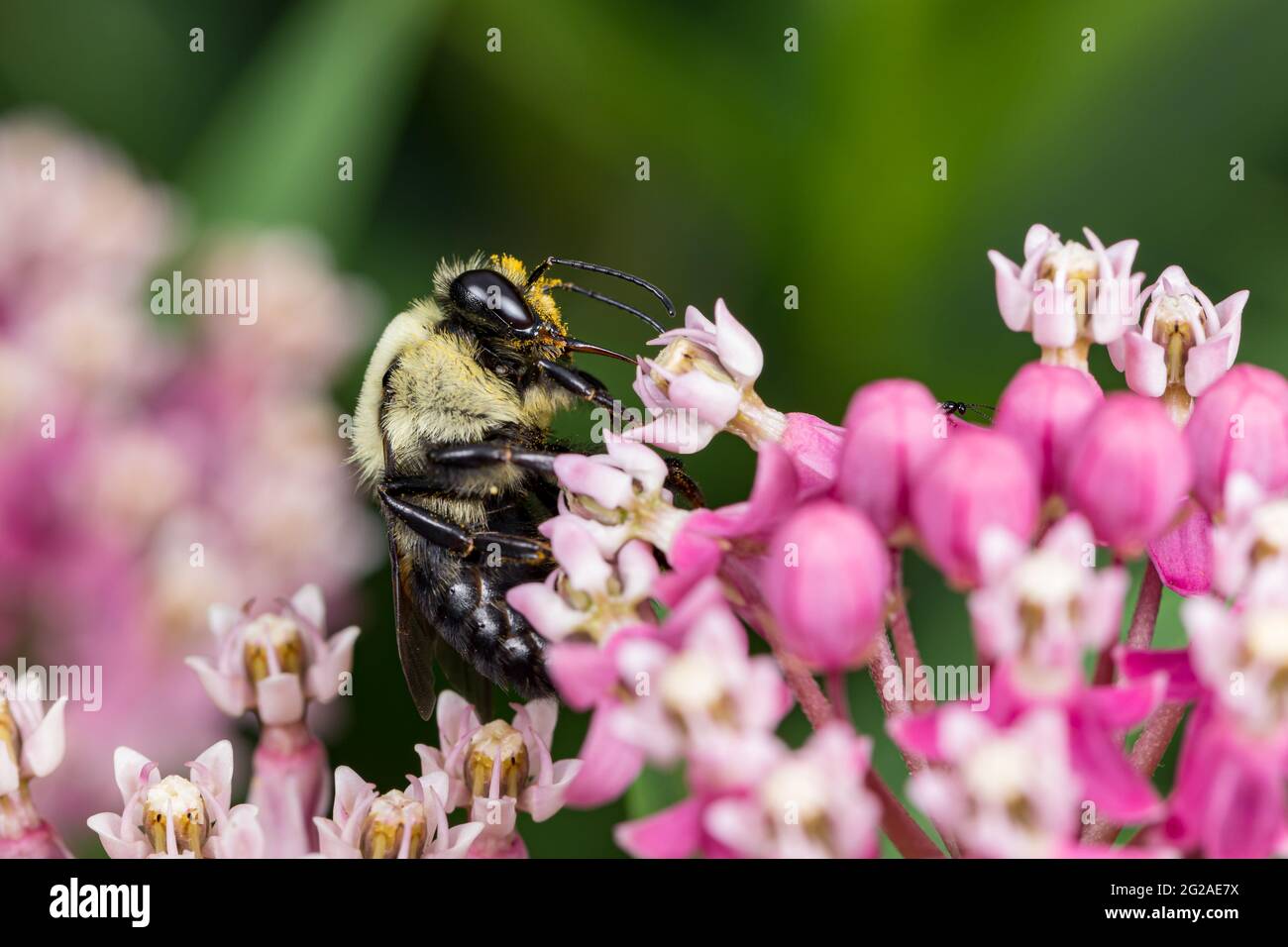 Closeup of common Eastern Bumble Bee on swamp milkweed wildflower. Concept of insect and wildlife conservation, habitat preservation, and backyard flo Stock Photo