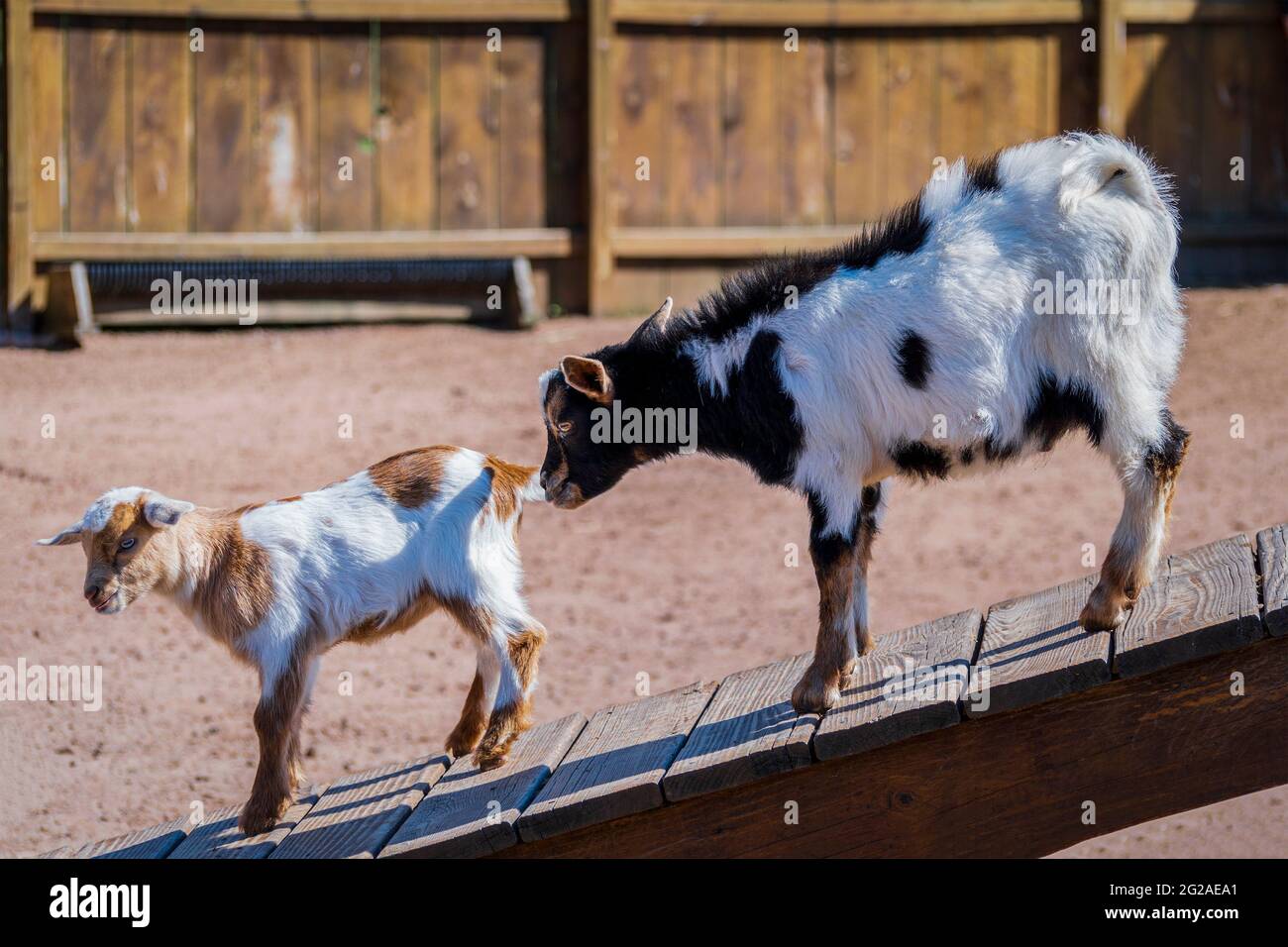 Two African Pygmy Goats are Walking Down a Wooden Deck in a Barn Stock Photo