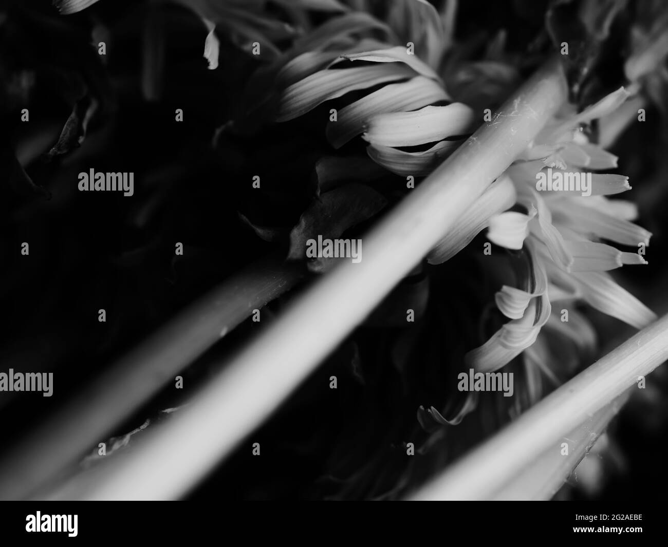 Long flower stems Black and White Stock Photos & Images - Alamy