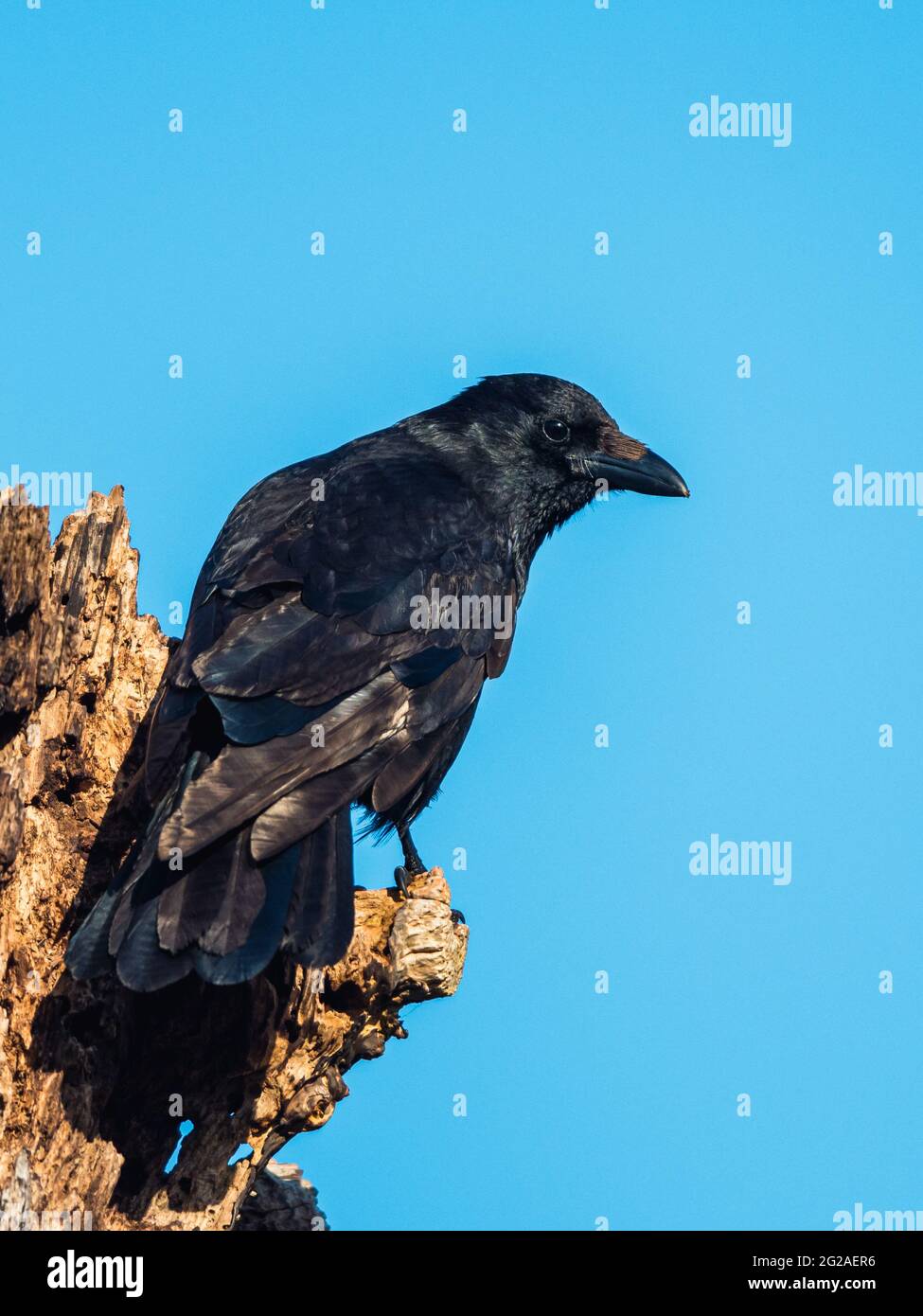 Carrion Crow, Corvus Corone - passerine bird in habitat Stock Photo