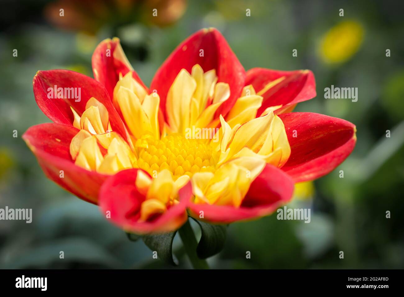 Close up Macro View of Garden Dahlia Flower. Stock Photo