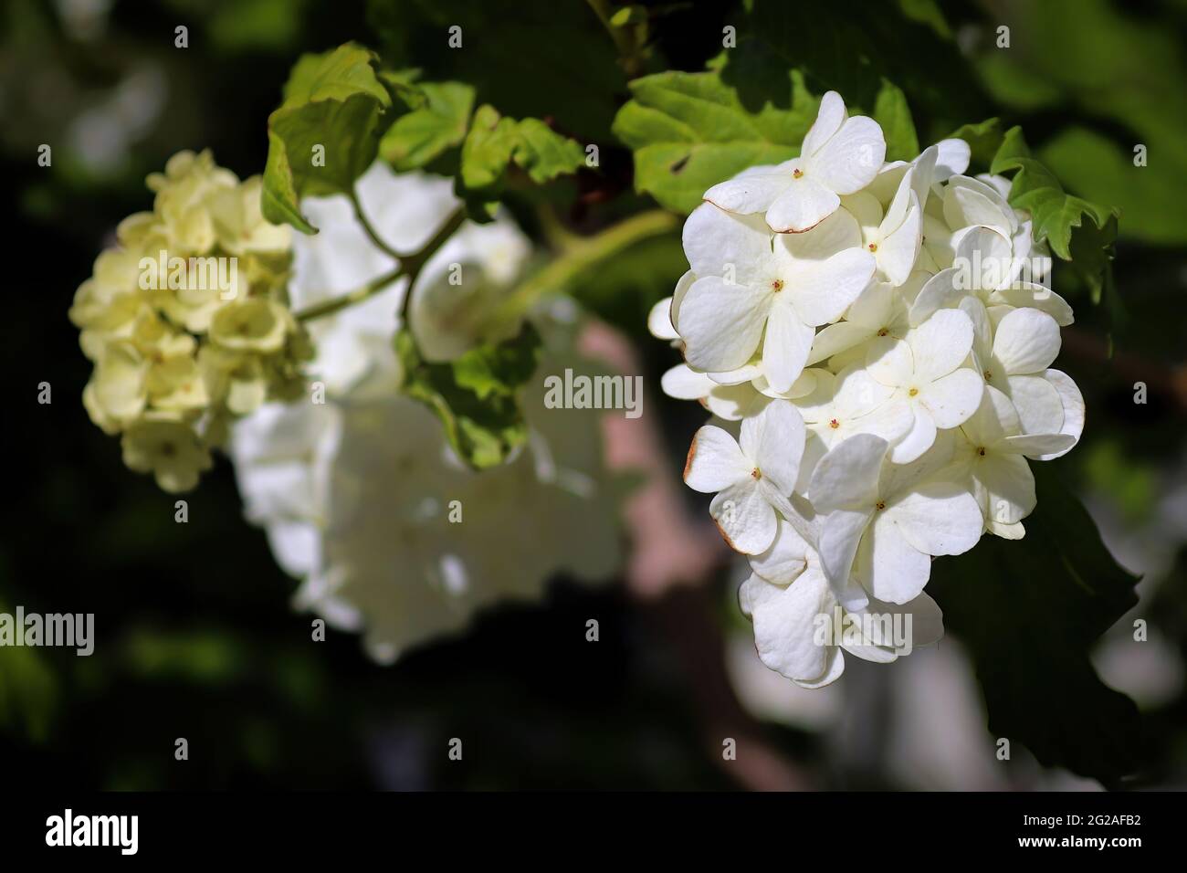 Closeup of flowers on a cranberry snowball shrub Stock Photo