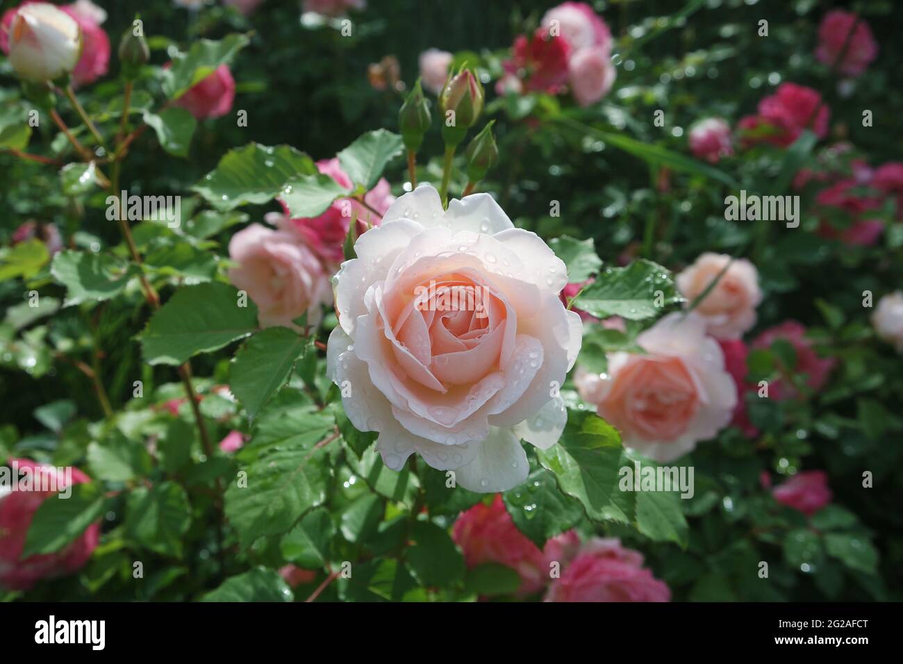 Rose Flower Penny Lane In The Garden Stock Photo Alamy