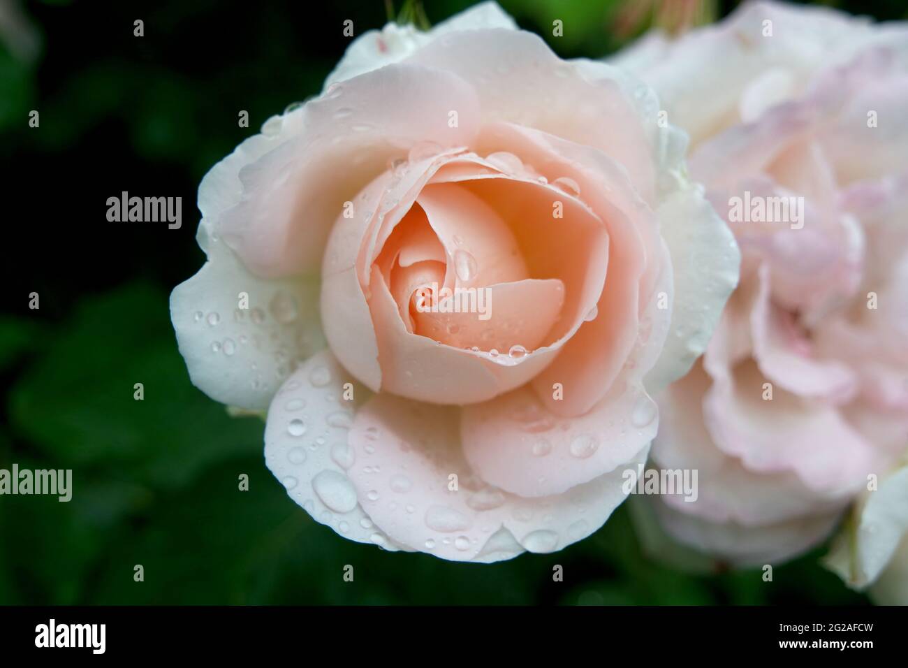 Penny flower hires stock photography and images Alamy