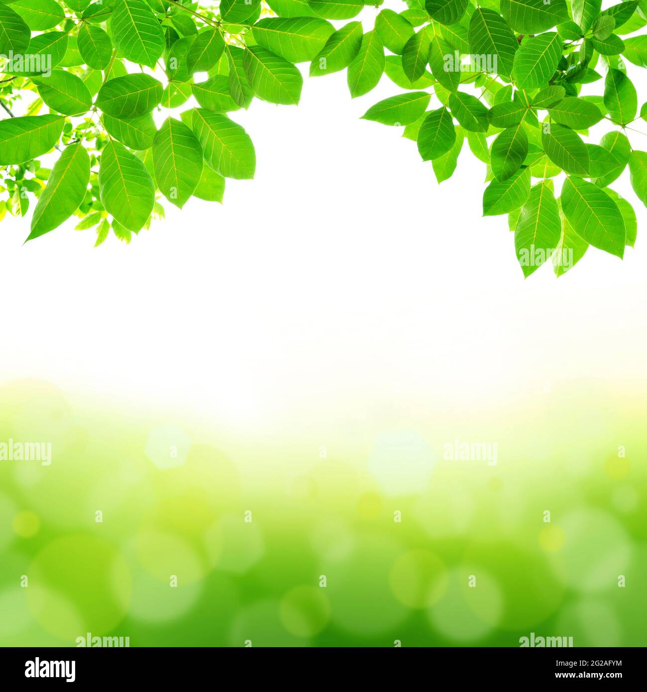 Green tree leaves lens flare hi-res stock photography and images - Alamy