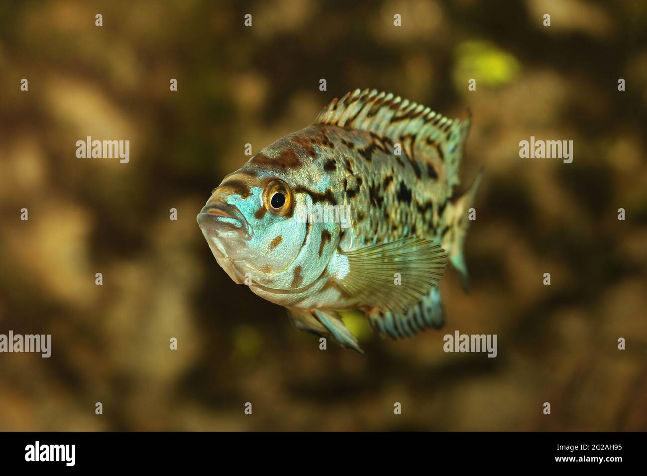 Electric blue jack dempsey cichlid Nandopsis Octofasciatum aquarium fish Stock Photo