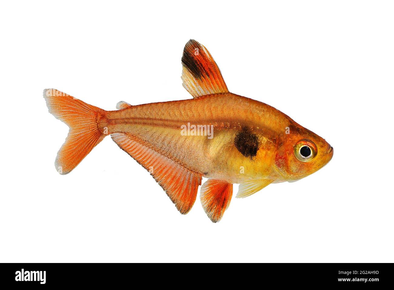 Aquarium fish Serpae Tetra Hyphessobrycon eques, also known as jewel tetra or callistus tetra Stock Photo
