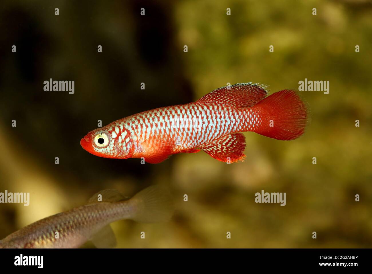 Kisaki Killifish Nothobranchius flammicomantis Killi aquarium fish Stock Photo
