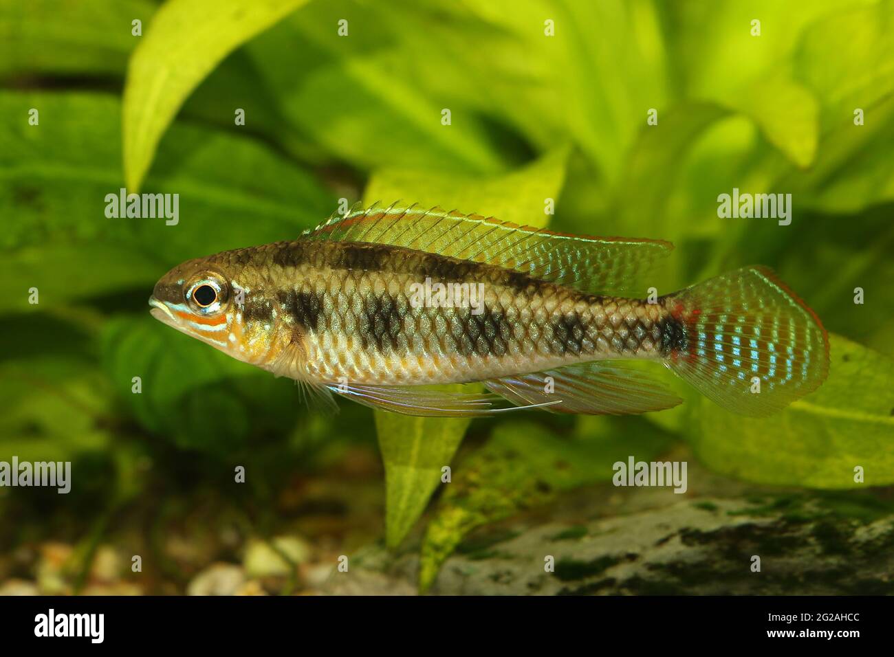 Checkerboard Cichlid Dicrossus maculatus aquarium fish dwarf cichlid Stock Photo