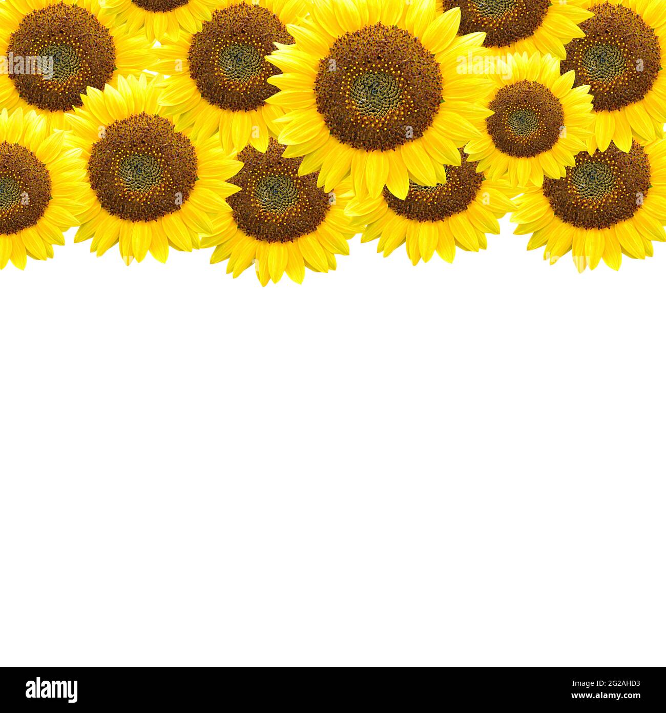 sunflower Stock Photo