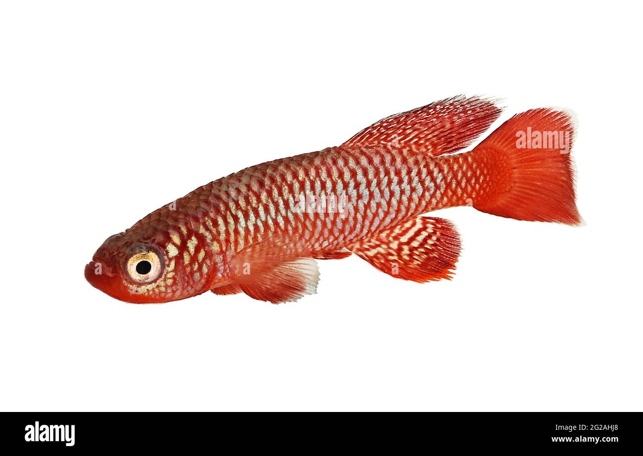 Kisaki Killifish Nothobranchius flammicomantis Killi aquarium fish Stock Photo