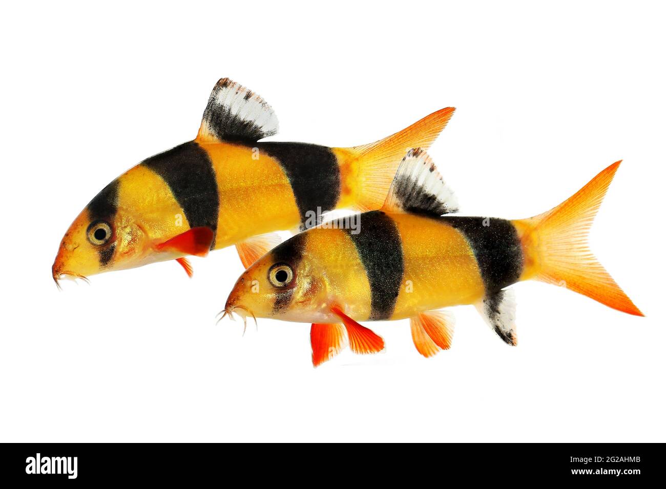 Clown loach tiger botia catfish Botia macracanthus aquarium fish Stock Photo