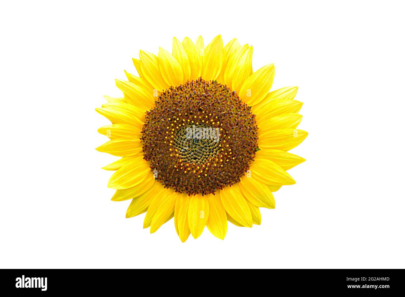 Daisy sunflower Cut Out Stock Images & Pictures Alamy