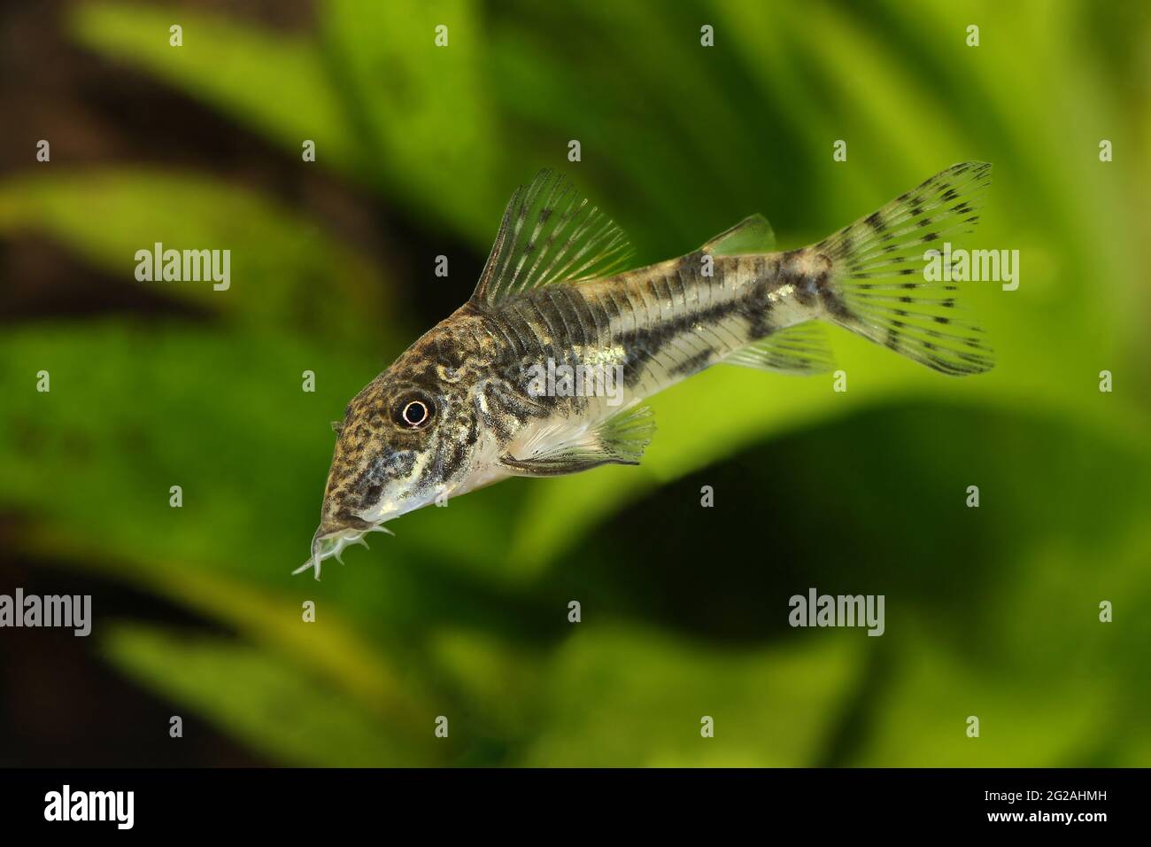 Catfish banded corydoras or bearded catfish Aquarium Fish Corydoras