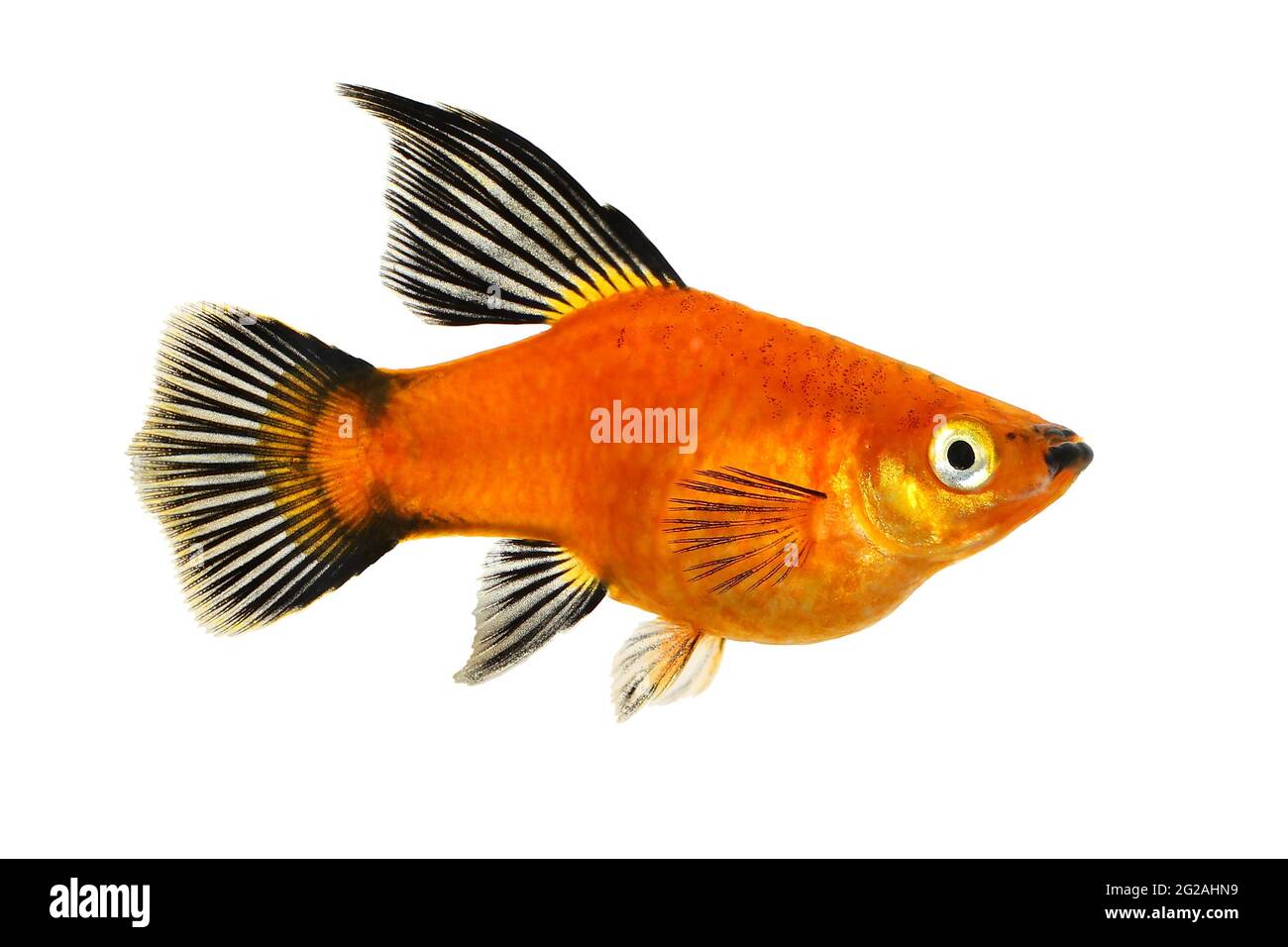 Mouse fish hi-res stock photography and images - Alamy