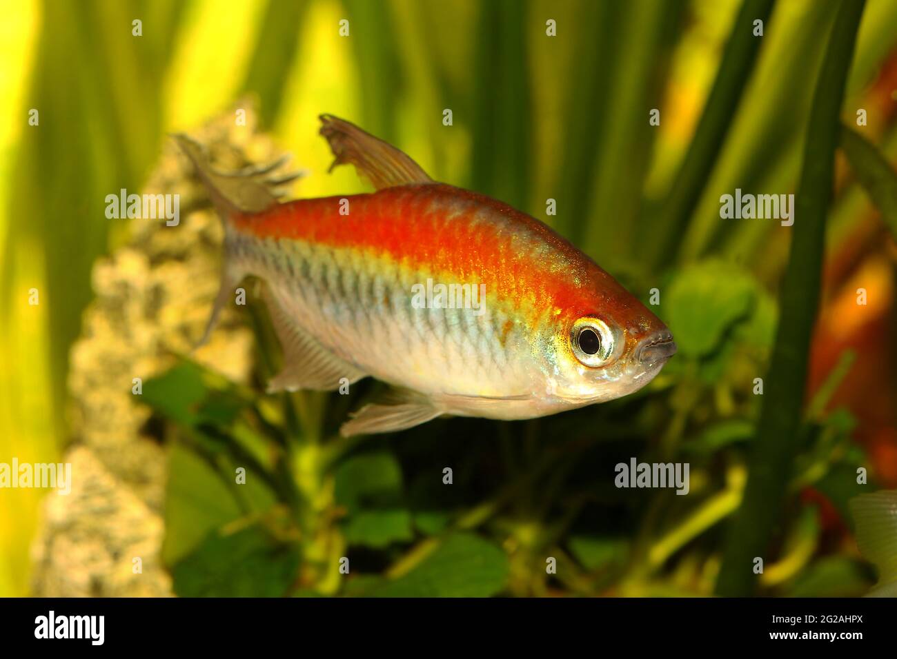 Congo tetra aquarium fish Phenacogrammus interruptus Stock Photo