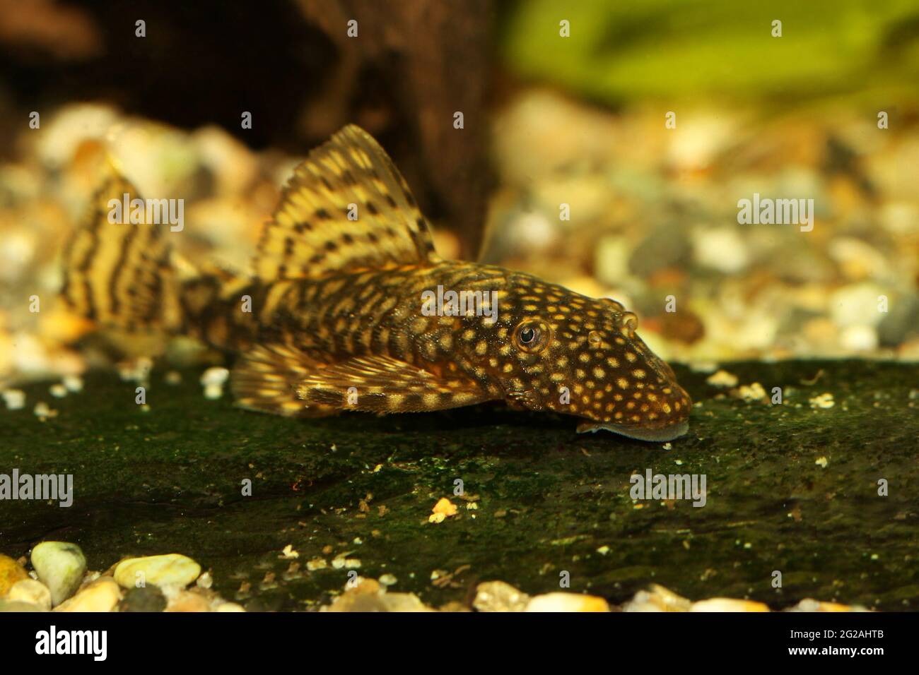Bristlenose catfish aquarium fish bushynose pleco Stock Photo
