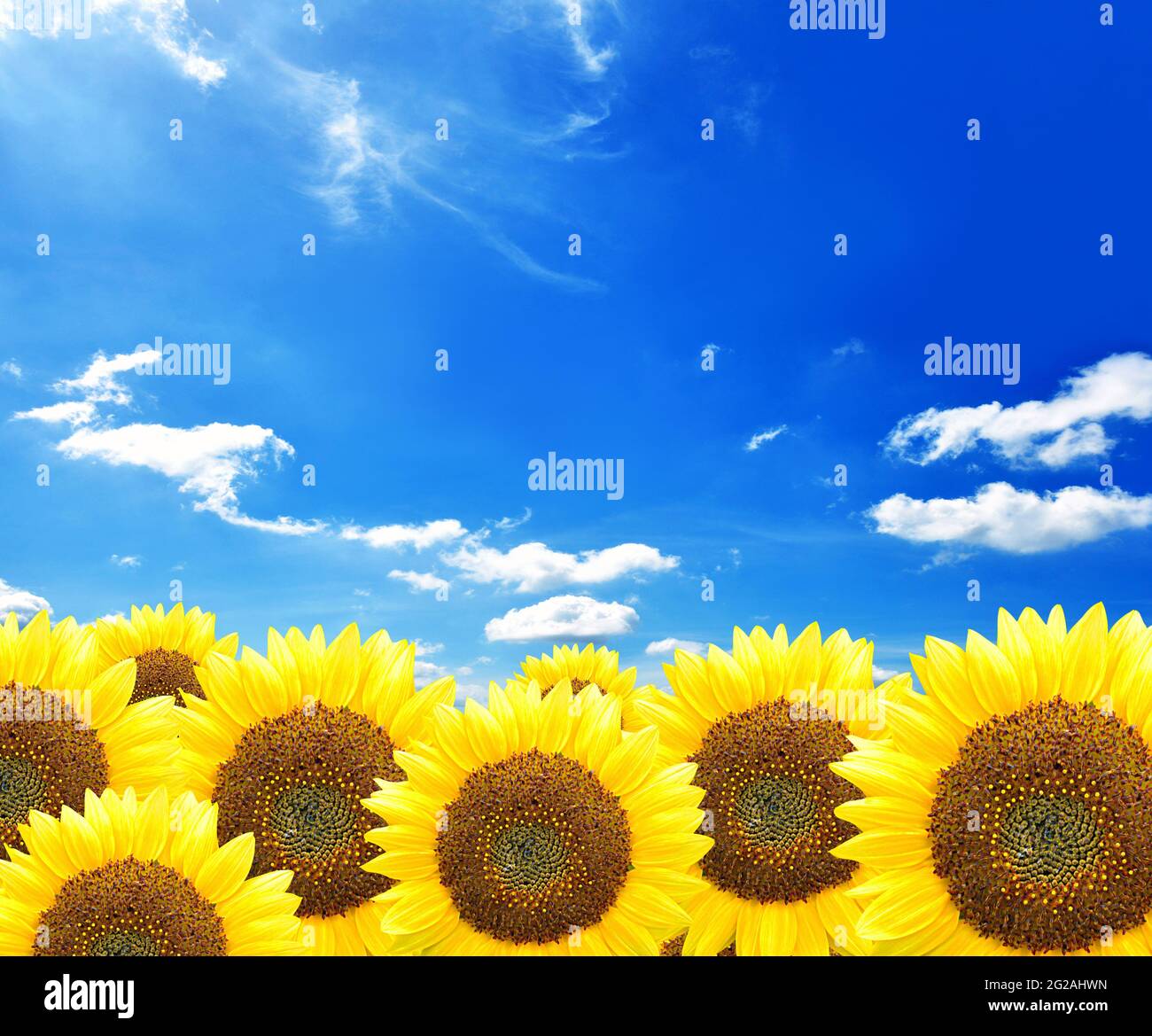 sunflower Stock Photo