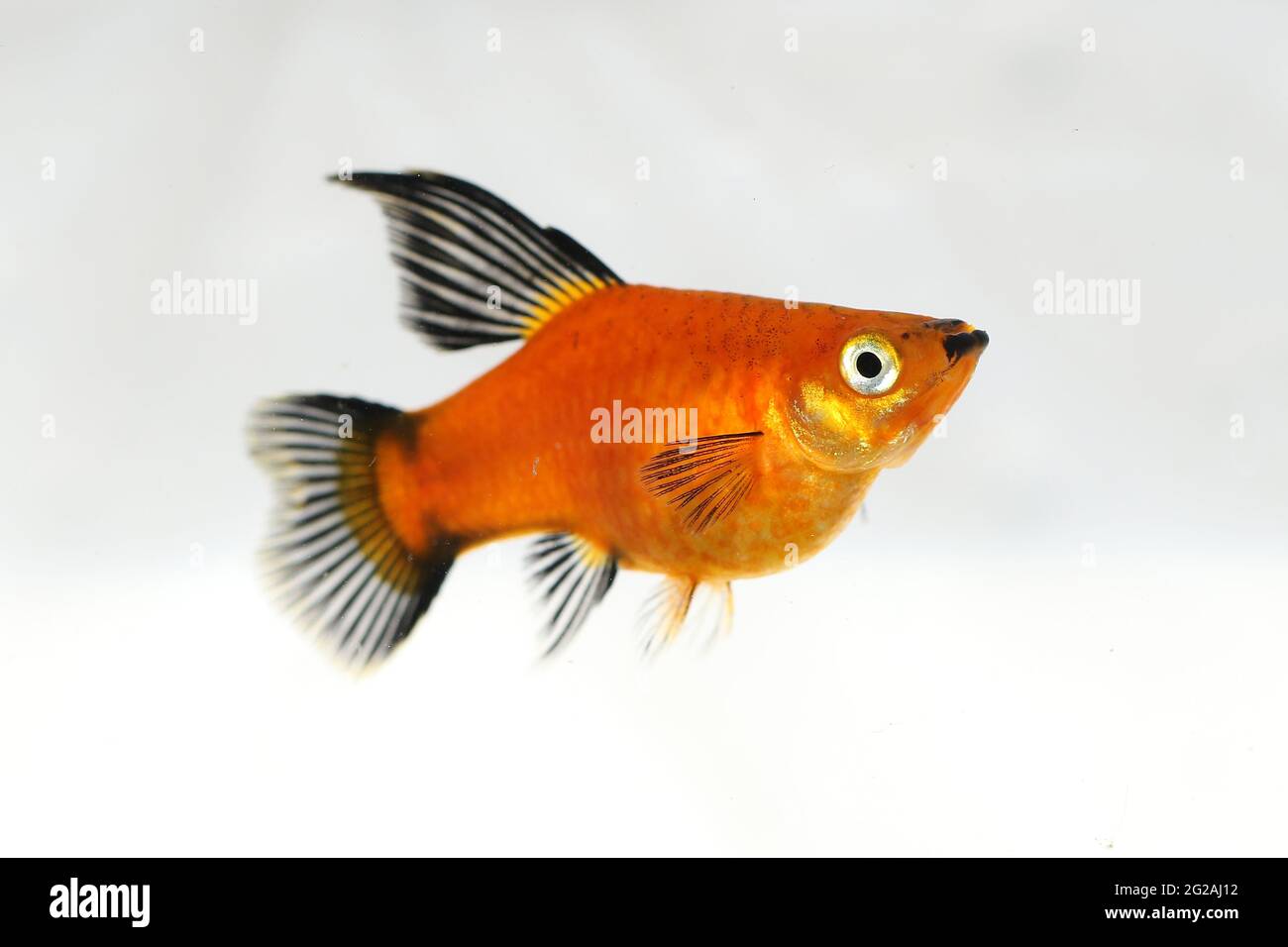 High Fin Red Wag Platy Xiphophorus Maculatus Mickey Mouse Platy aquarium fish Stock Photo