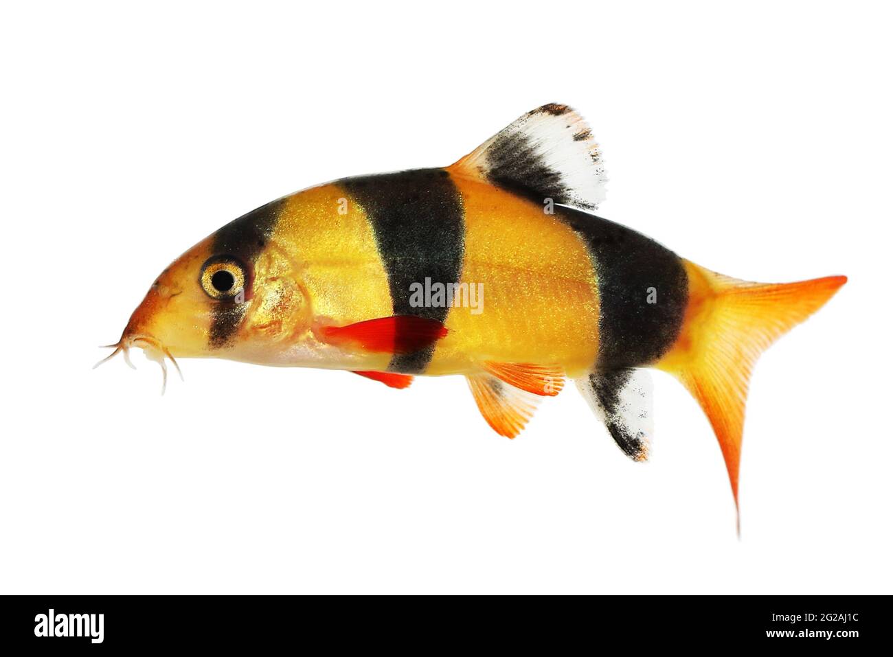 Clown loach tiger botia catfish Botia macracanthus aquarium fish Stock Photo