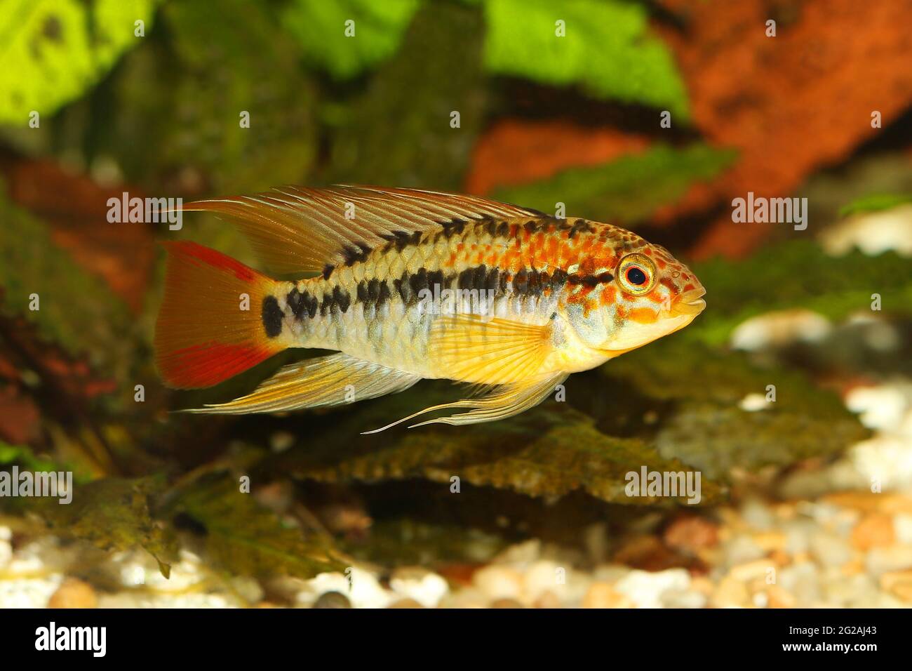 Dwarf cichlid apistogramma macmasteri Aquarium fish fresh water Stock Photo